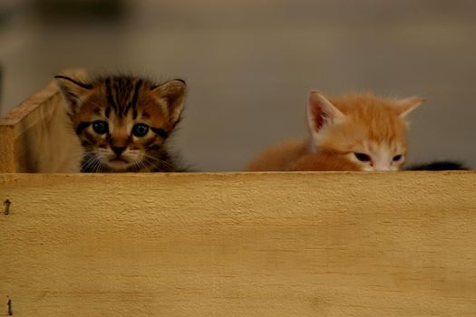 salvador, bahia / brazil - august 18, 2007: kittens are seen in wooden crates in the city of Salvador.
