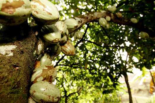 ilheus, bahia / brazil - august 18, 2010: cocoa plantation on a farm in the city of Ilheus, in southern Bahia.