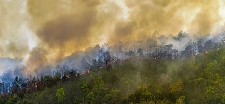 Rain forest fire disaster is burning caused by humans