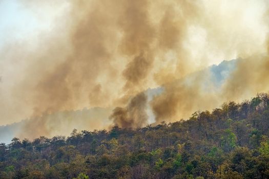 Rain forest fire disaster is burning caused by humans