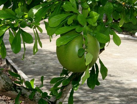 eunapolis, bahia / brazil - july 14, 2008: gourd tree is seen in the city of Eunapolis, in the south of Bahia.