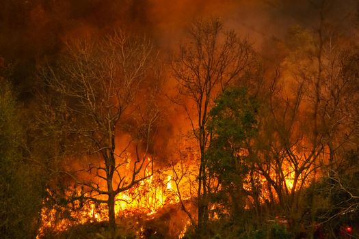 Rain forest fire disaster is burning caused by humans