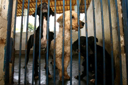 itabuna, bahia / brazil - november 18, 2011: abandoned dogs are apprehended by the Zoonosis Control Center in the city of Itabuna.



