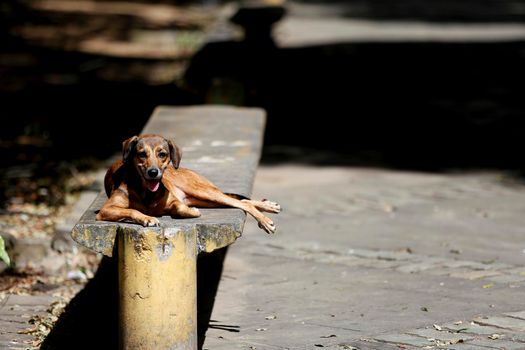 salvador, bahia / brazil - july 19, 2018: dog is seen on the street in the city of Salvador.

