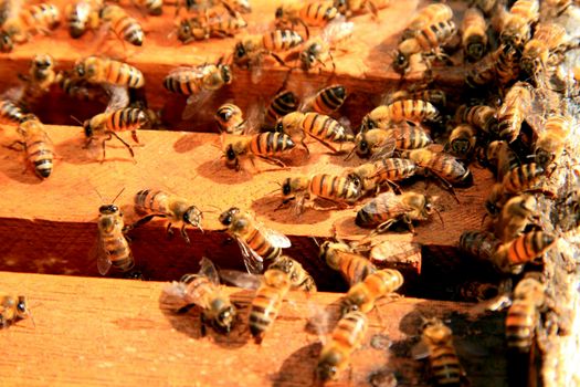 eunapolis, bahia / brazil - may 11, 2009: Bees are seen in a beehive in the city of Eunapolis.