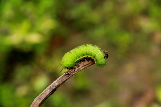 salvador, bahia / brazil - september 17, 2012: fire caterpillar is seen in a garden in the city of Salvador.