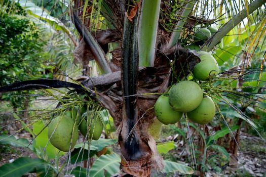 mata de sao joao, bahia / brazil - october 18, 2020: coconut tree is seen on a farm in the countryside in the city of Mata de Sao Joao.