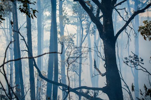 After rain forest fire disaster is burning caused by humans