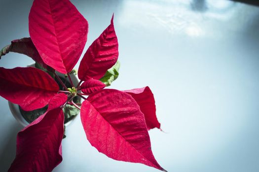 Poinsettia in red. No people. Copy space