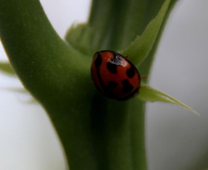 salvador, bahia / brazil - december 21, 2013: ladybug insect is seen on plant in the city of Salvador


