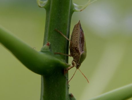 salvador, bahia / brazil - december 21, 2013: insect bug is seen on plant in the city of Salvador.


