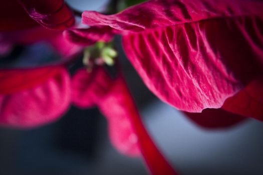 Poinsettia in red. No people. Copy space