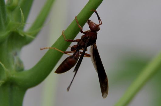 salvador, bahia / brazil - december 21, 2013: wasp insect is seen on a plant in the city of Salvador


