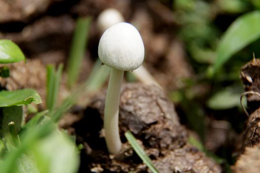 salvador, bahia / brazil - december 24, 2014: Mushroom fungus is seen in a garden in the city of Salvador.