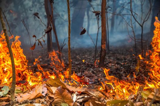Rain forest fire disaster is burning caused by humans