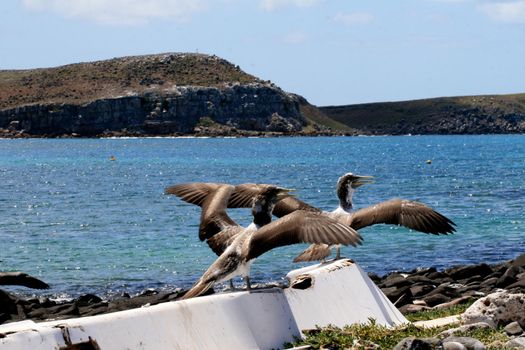 caravelas, bahia / brazil - september 13, 2008: passarop is seen in the archipelago of the Parque Marinho dos Abrolhos in southern Bahia.