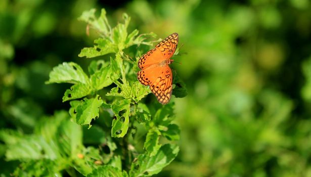 conde, bahia / brazil - july 26, 2014: Butterfly is seen from Garden Inn in Conde City.