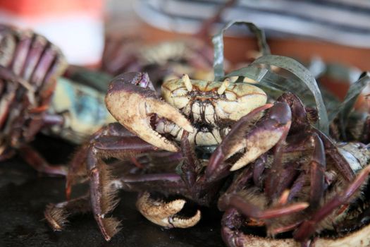 salvador, bahia, brazil - february 4, 2021: uca crab - Ucides cordatus - is seen for sale at the Itapua Municipal market in the city.