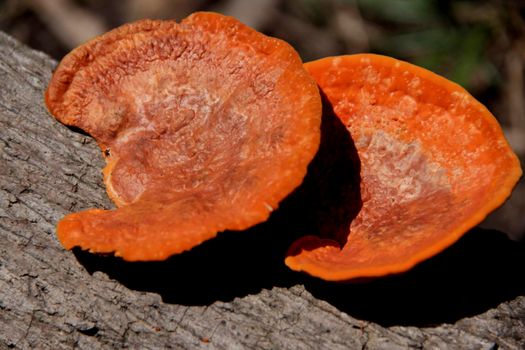 salvador, bahia / brazil - december 24, 2014: Mushroom fungus is seen in a garden in the city of Salvador.