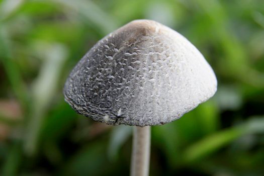 salvador, bahia / brazil - december 24, 2014: Mushroom fungus is seen in a garden in the city of Salvador.