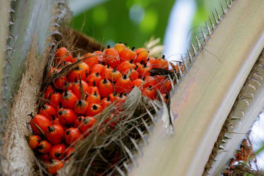 nazare, bahia / brazil - march 18, 2011: oil palm plantation for oil extraction in the city of Nazare.

