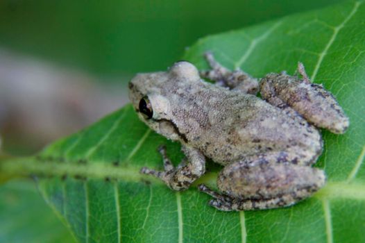 salvador, bahia / brazil - december 21, 2014: frog is seen on leaf of garden plant in the city of Salvador.
