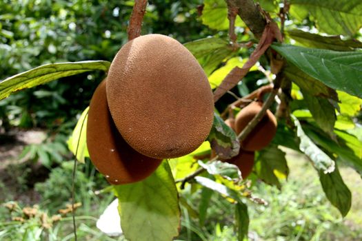 porto seguro, bahia / brazil - january 16, 2008: Cupuacu plantation in the city of Porto Seguro, in southern Bahia.