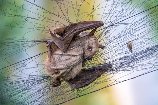 Bats, the source of so many viruses, could be the origin of Wuhan coronavirus.