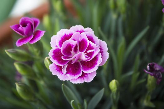 Carnation flower variety, in pink color. No people