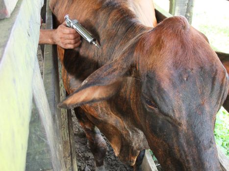 eunapolis, bahia / brazil - november 19, 2009: the cowboy applies the foot-and-mouth vaccine to cattle on a farm in the municipality of Eunapolis.