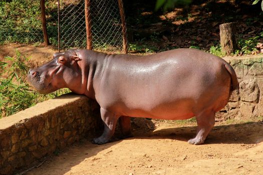 Salvador, Bahia / Brazil - September 22, 2012: Hippopotamus animal is seen at the Salvador Zoo.