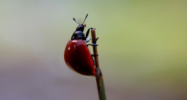 salvador, bahia / brazil - june 16, 2020: coleopteran insects of the family Coccinellidaee, popularly known as Joaninha is seen in a garden in the city of Salvador.