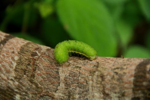 salvador, bahia / brazil - september 17, 2012: fire caterpillar is seen in a garden in the city of Salvador.