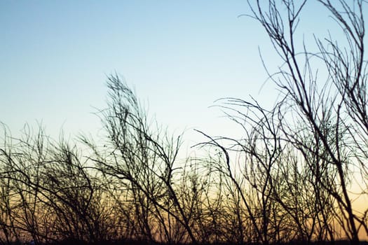 Sunset landscape with tree branches in silhouettes. Feeling of peace and tranquility