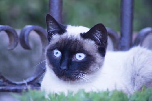 Siamese cat with blue eyes lying on the street. No people