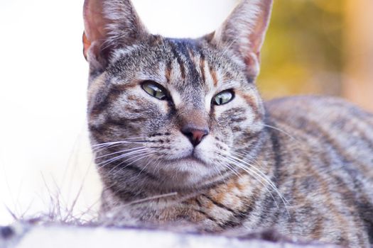 Tabby cat lying in the grass. Squinting. No people