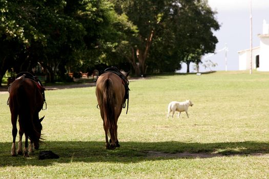 porto seguro, bahia / brazil - july 23, 2010: Horses used for touring tourists are seen in the district of Trancoso, in the municipality of Porto Seguro.