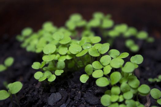 Germinated blue alps miosotis plant. Green color