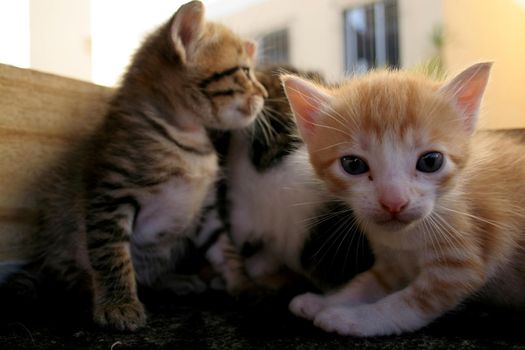 salvador, bahia / brazil - august 18, 2007: kittens are seen in wooden crates in the city of Salvador.
