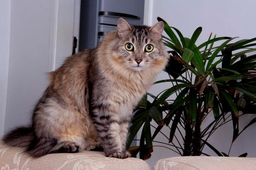 salvador, bahia / brazil - november 2, 2013: cat, pet is seen in residence in the city of Salvador.