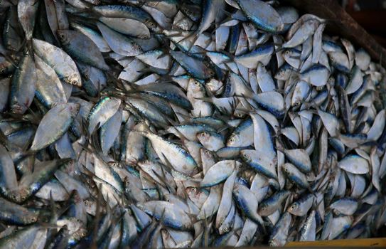 salvador, bahia, brazil - february 12, 2021: sardine fish to be seen in Porto das Sardinhas, in the region of Sao Joao do Cabrito, in Salvador. fish commercialization works on site.