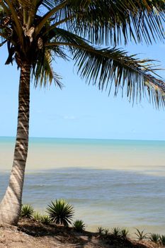 prado, bahia / brazil - september 12, 2008: coconut tree is seen near Tororao beach in the city of Prado, in southern Bahia.
