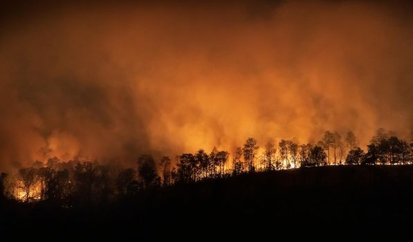 forest fire disaster is burning caused by human