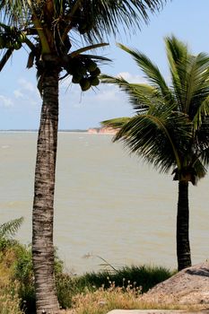 prado, bahia / brazil - september 12, 2008: coconut tree is seen near Tororao beach in the city of Prado, in southern Bahia.
