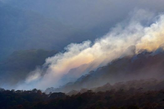 Rain forest fire disaster is burning caused by humans