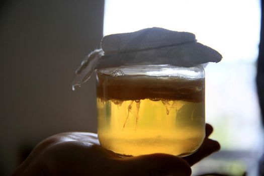 salvador, bahia / brazil - september 20, 2020: pot of scoby kombucha fermentation in phase 1, is seen in the city of Salvador.