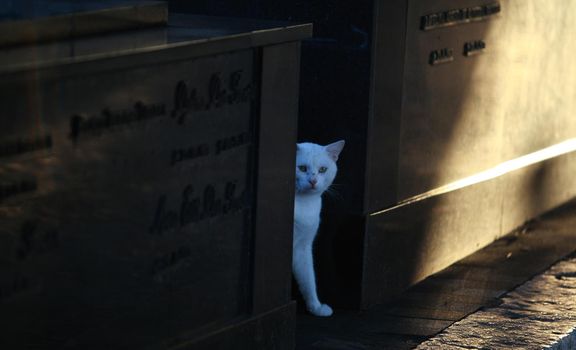 salvador, bahia / brazil - november 10, 2017: Cats are seen together at the graves of Campo Santo cemetery in Salvador city.