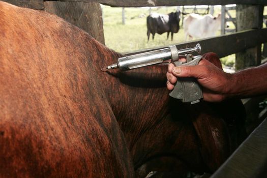 eunapolis, bahia / brazil - november 19, 2009: the cowboy applies the foot-and-mouth vaccine to cattle on a farm in the municipality of Eunapolis.
