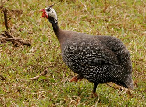 eunapolis, bahia / brazil - september 24, 2010: guinea fowl is seen loose on a farm in the city of Eunapolis, in southern Bahia.