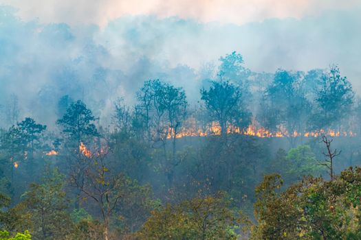 Rain forest fire disaster is burning caused by humans